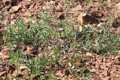 Lepidagathis cristata